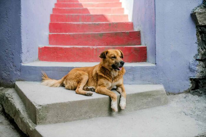 Vai viajar? Veja 6 lugares para deixar seu animal de estimação durante as férias 1 Especial Pet 2