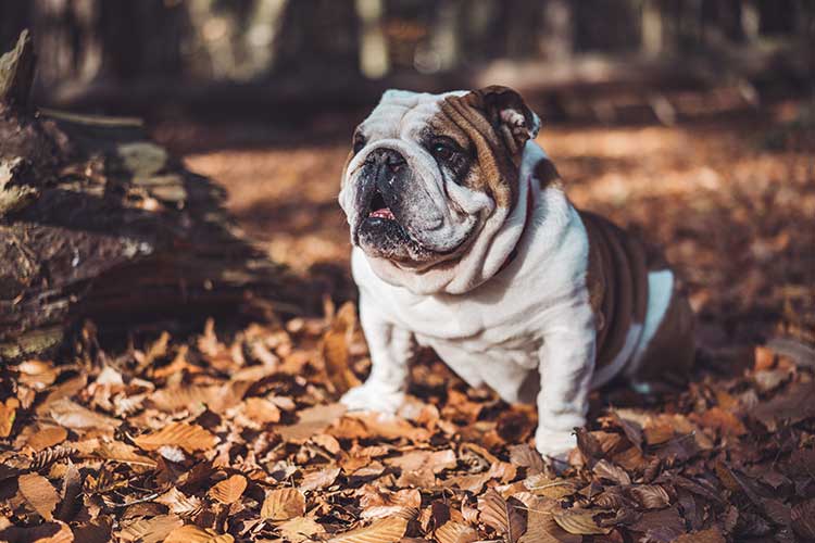 PET BULDOGUE INGLES sebastien l unsplash