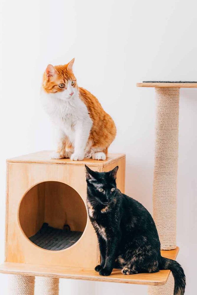 Vai adotar um gato? Veja oito dicas essenciais 1 PET Pexels