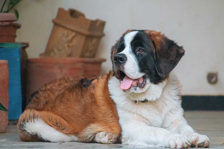 PET SAO BERNARDO siddharth shah unsplash