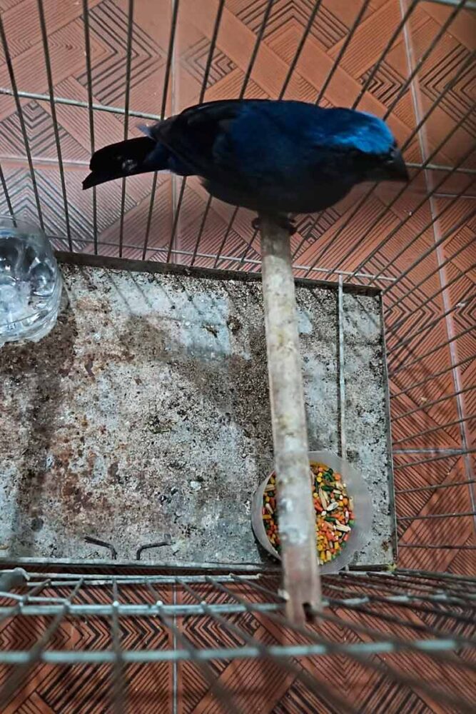 PCMG prende suspeito de tráfico de animais em Rio Pomba 1 Passaro apreendidos PCMG 2