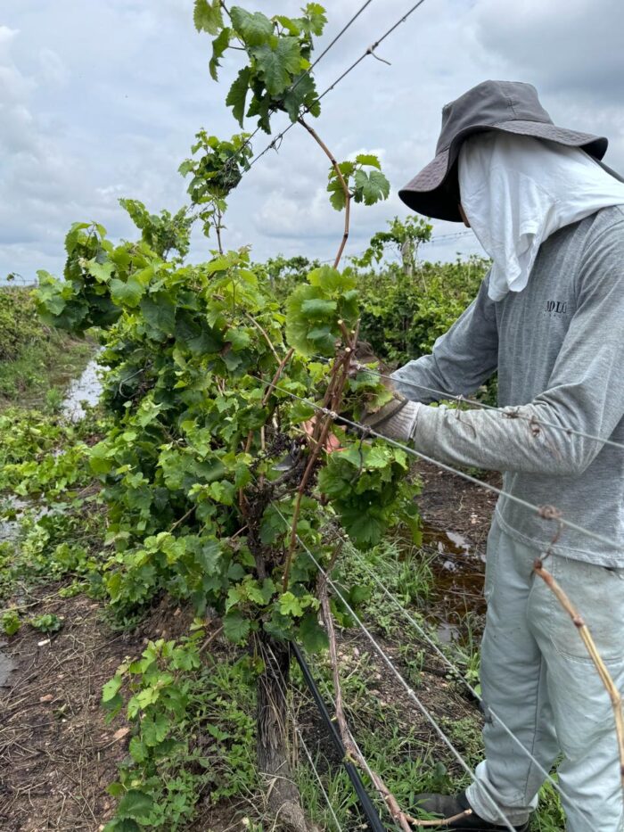 Branco, tinto, rosê: entenda as diferentes cores dos vinhos 3 Imagem do WhatsApp de 2024 02 18 as 00.07.36 157f4fcb