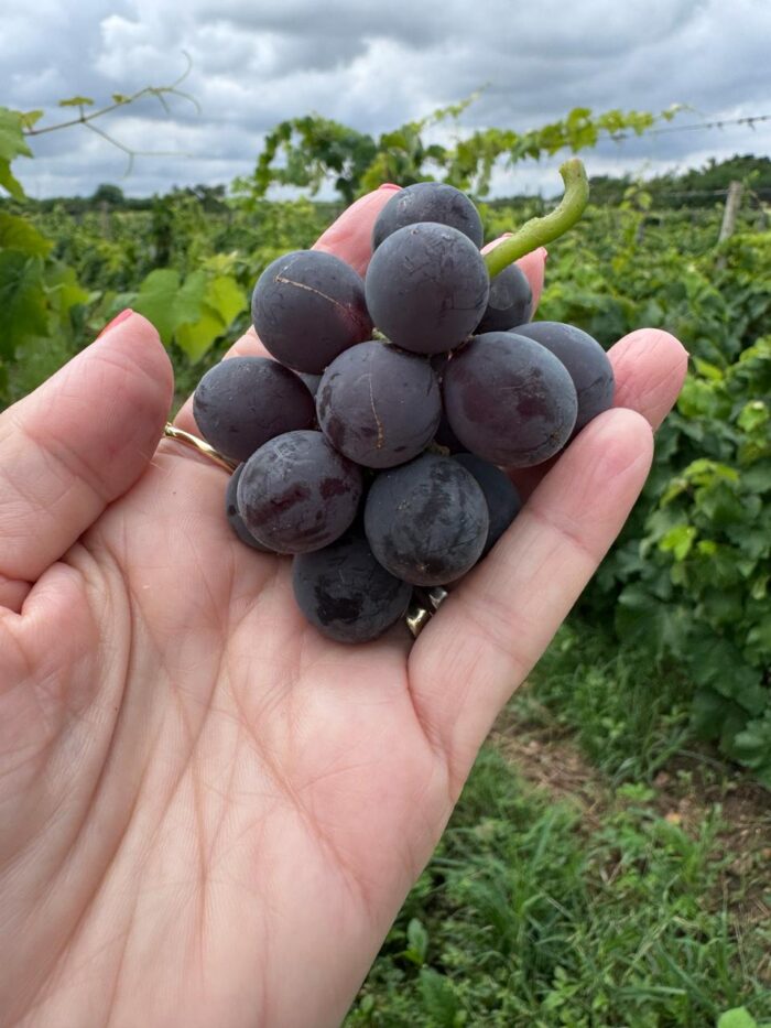Branco, tinto, rosê: entenda as diferentes cores dos vinhos 5 Imagem do WhatsApp de 2024 02 18 as 00.14.50 c84786b6