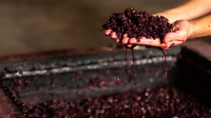 Branco, tinto, rosê: entenda as diferentes cores dos vinhos 6 Imagem do WhatsApp de 2024 02 18 as 00.20.48 4356d13b