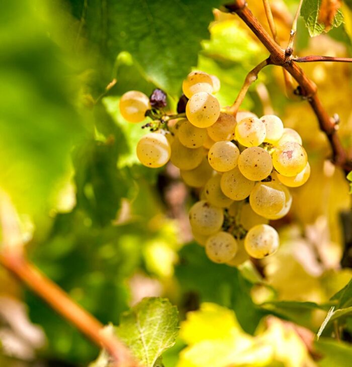 Branco, tinto, rosê: entenda as diferentes cores dos vinhos 8 Imagem do WhatsApp de 2024 02 18 as 00.29.25 7e7302bf