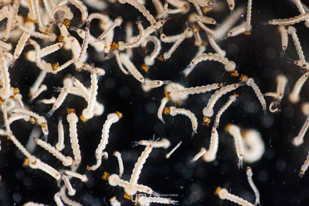 Casos prováveis de dengue já superam os de todo o ano de 2023 1 larvas aedes aegypti Pesquisadores da UFV, Fiocruz e UFF desenvolvem inseticida sustentável que combate mosquito da dengue