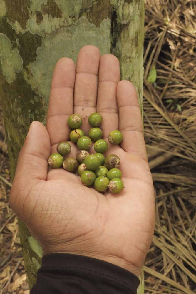 Iniciativas de Juiz de Fora valorizam potencial das plantas nativas na geração de renda 2 PALMEIRA JUCARA Helcio Lavall 12