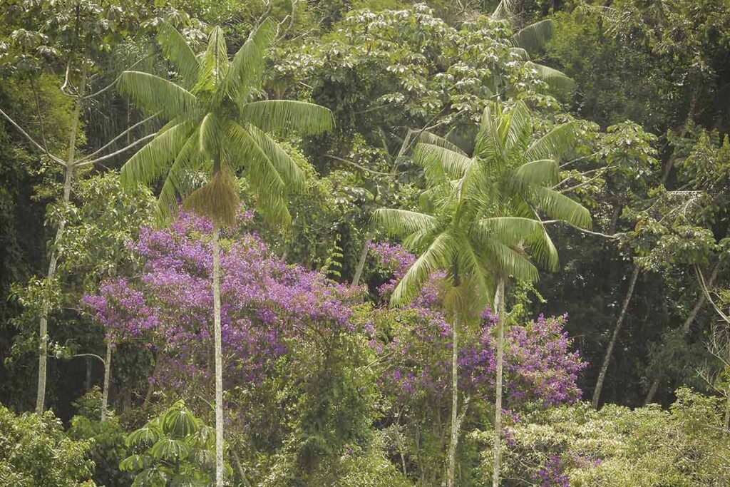Iniciativas de Juiz de Fora valorizam potencial das plantas nativas na geração de renda 5 Palmeira-juçara ou palmito-juçara