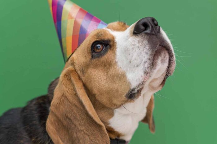 Confira 10 dicas para aproveitar o carnaval com o seu cachorro 2 PET CARNAVAL Freepik 2