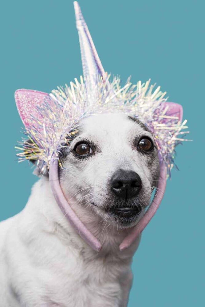 Confira 10 dicas para aproveitar o carnaval com o seu cachorro 1 PET CARNAVAL Freepik