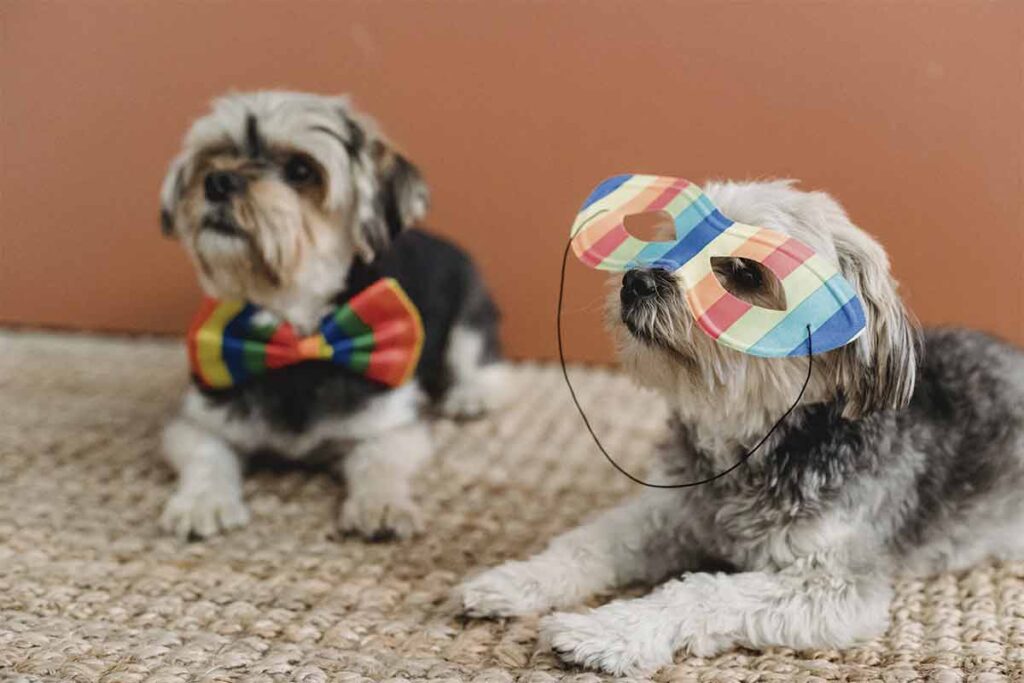 Confira 10 dicas para aproveitar o carnaval com o seu cachorro 3 Dicas para aproveitar o Carnaval com o seu cachorro