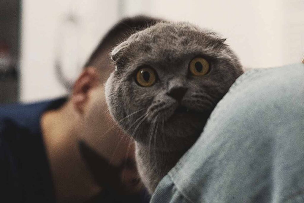 Seu gato passou pela castração? Veja 10 cuidados importantes no pós-cirúrgico 2 Cuidados após a castração do gato