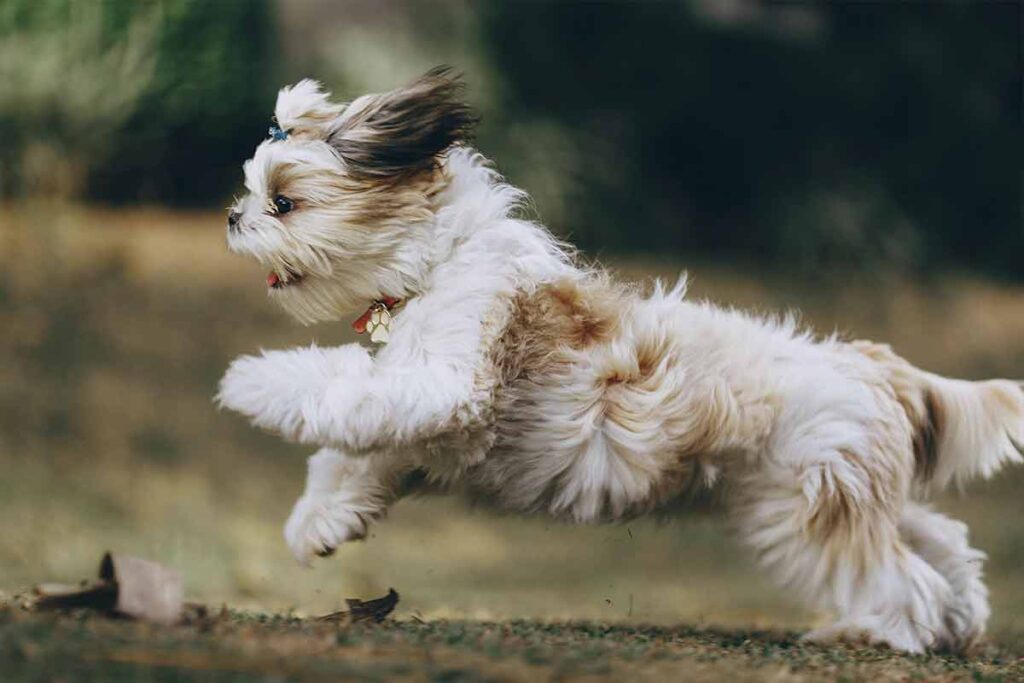 Mora em apartamento? Conheça 10 raças de cachorro ideais para o seu espaço 1 Raças de cachorro para apartamento