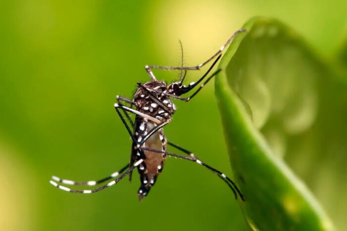 Minas registra primeira morte por chikungunya em 2025 1 Aedes aegypti