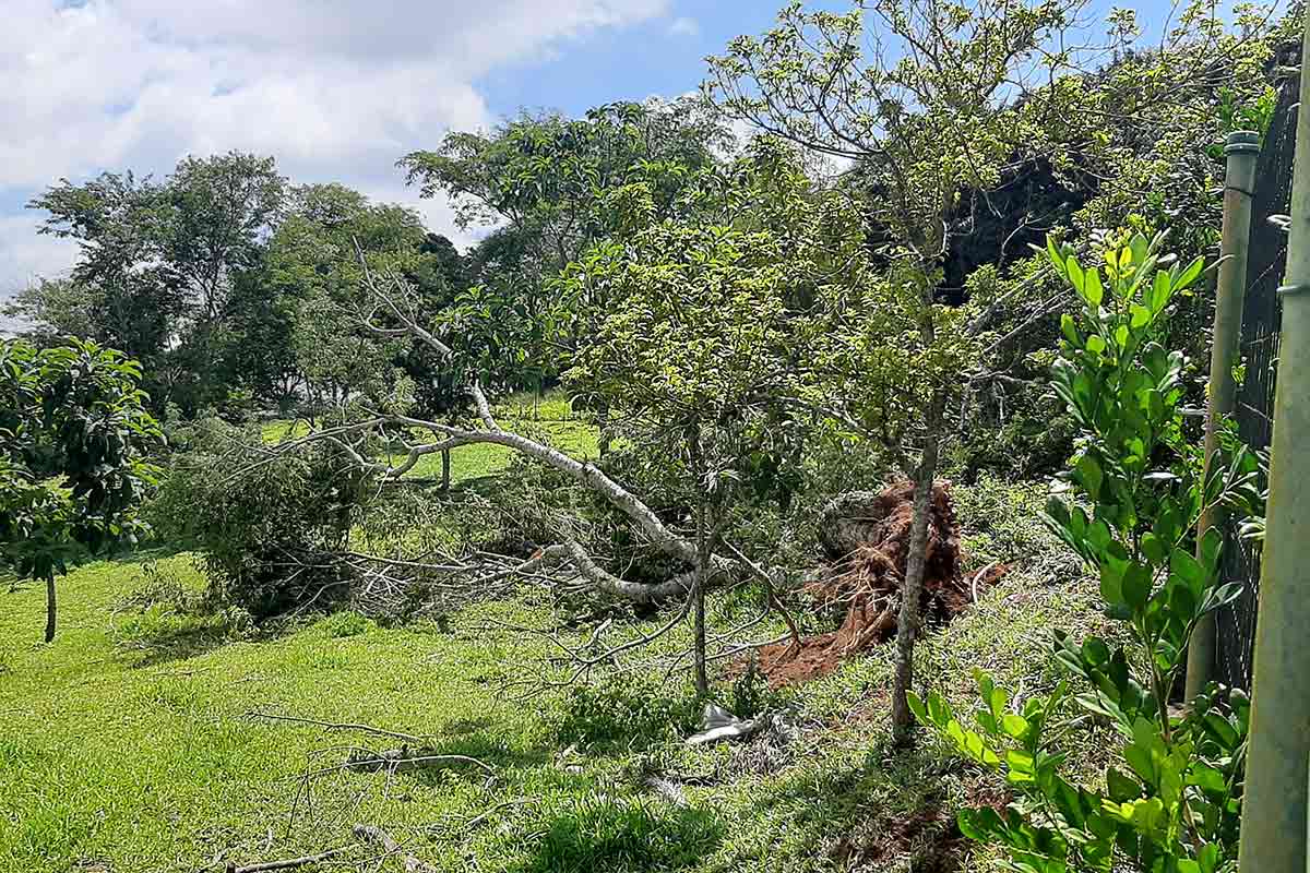 Chuva com rajadas de vento de 78 km/h provoca danos em Juiz de Fora 2 arvore caida jardim da serra foto wendell guiducci 1
