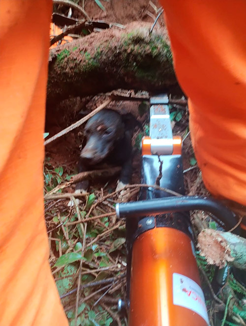 Cão fica soterrado após deslizamento de talude e é socorrido por Bombeiros 1 cao resgatado bombeiros