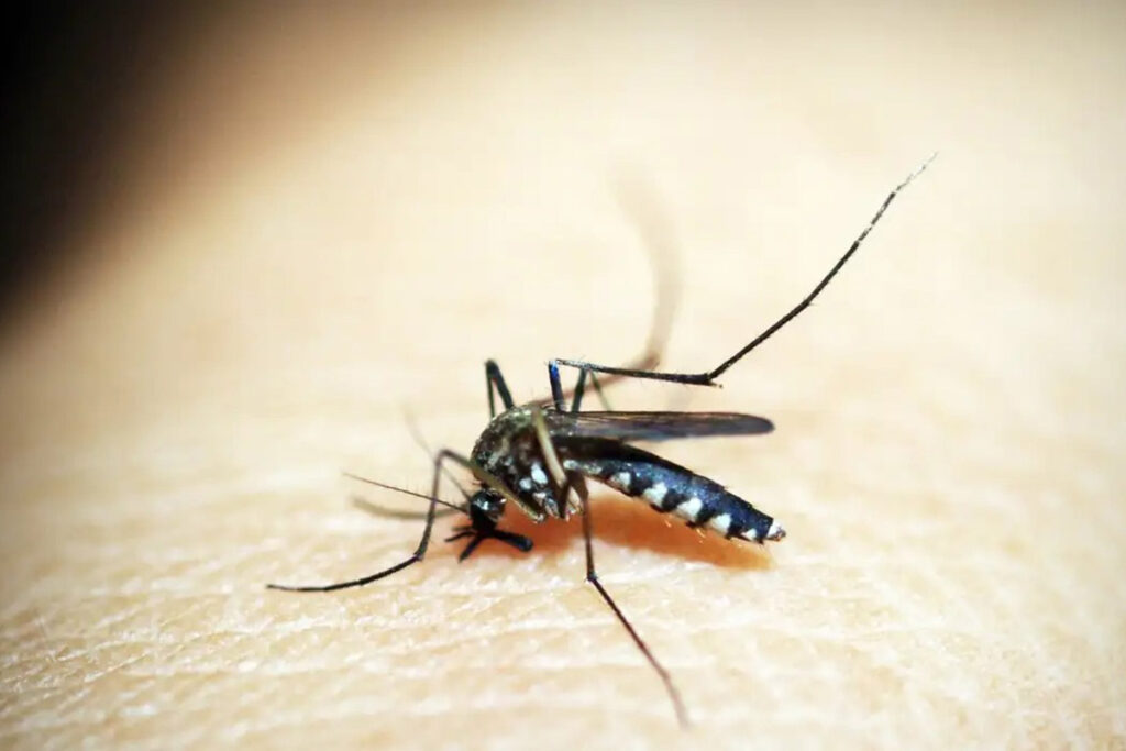 Juiz de Fora investiga 6 mortes por dengue 1 dengue