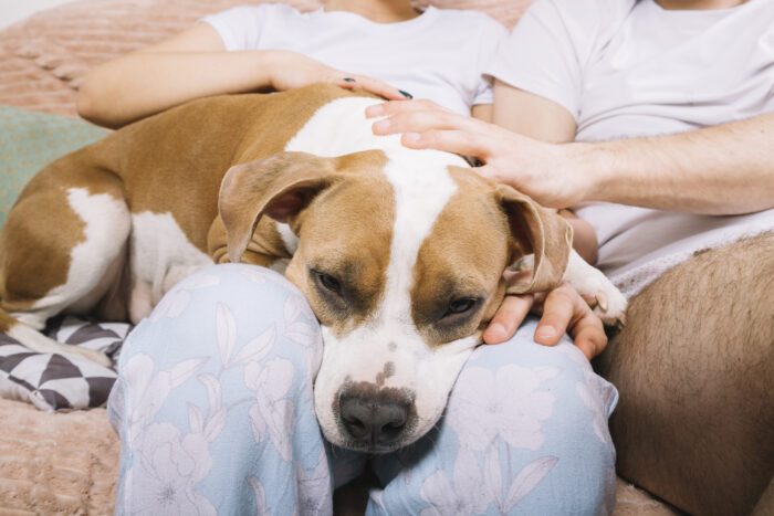 Aedes aegypti pode transmitir doença cardiopulmonar para pets 1 dog with owners morning 1