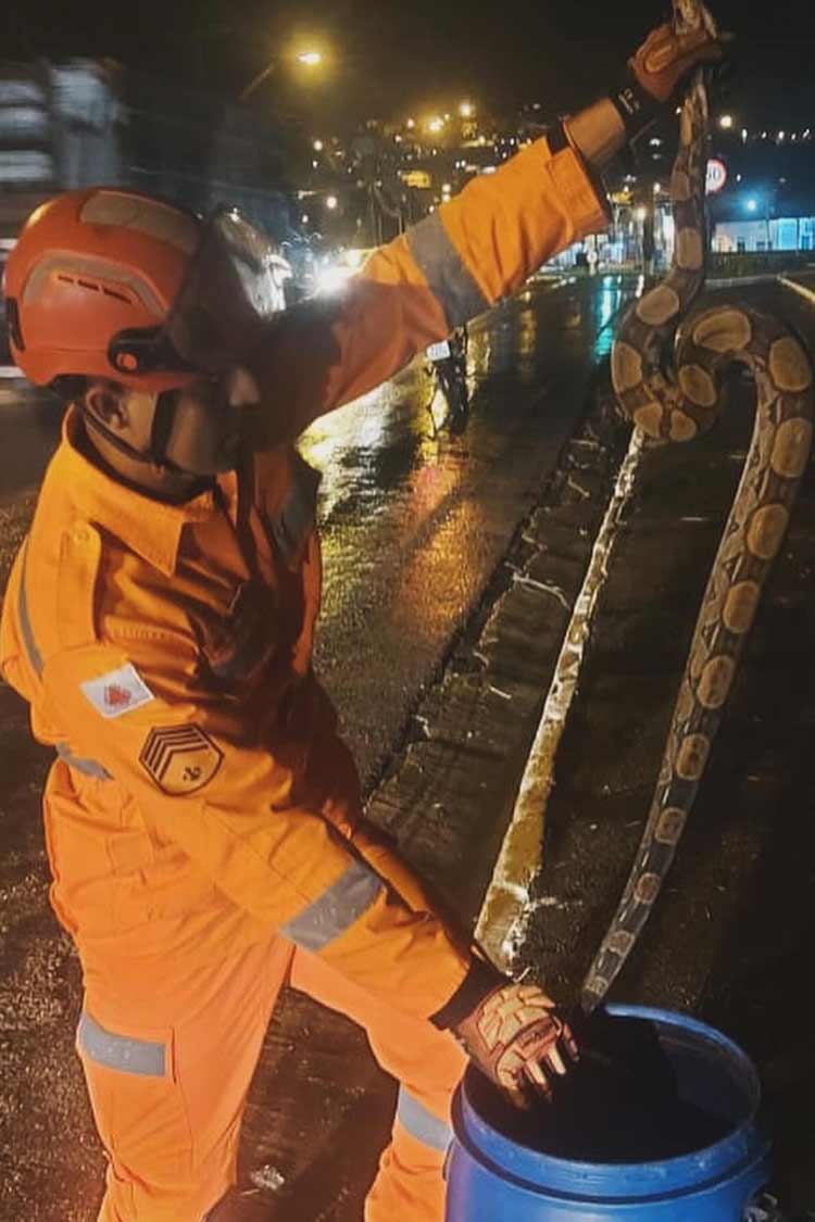 Jiboia solta em via pública é capturada por bombeiros 1 jiboia muriae divulgacao corpo de bombeiros