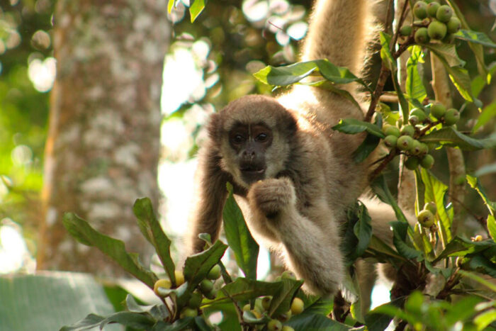 Maior primata da América Latina é procurado por projeto de conservação de Ibitipoca 1 muriqui nena foto Priscila Maria Pereira