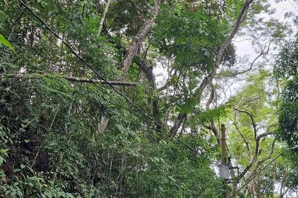 Proximidade de árvores com fiação deixa moradores sem luz no Salvaterra 2 árvores salvaterra
