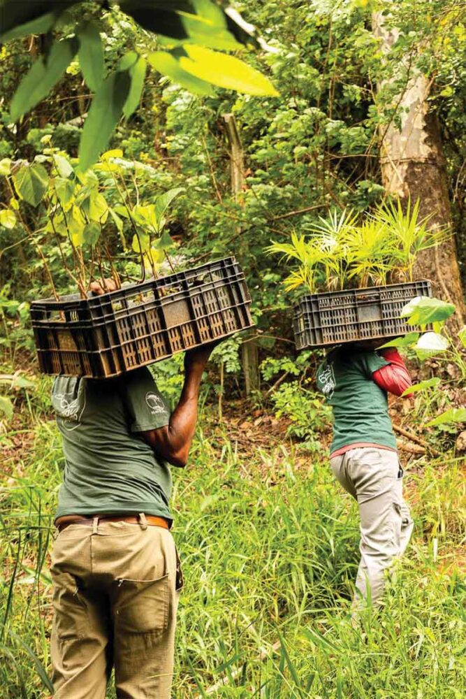 Instituto Isaviçosa promove ações de preservação ambiental na Zona da Mata e no Amazonas 1 Biosfra divulgacao