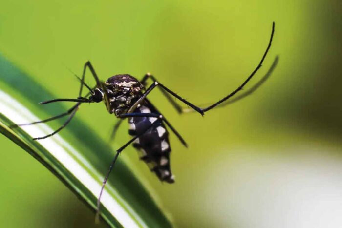 Estudo da UFJF aponta relação entre temperatura e número de casos de dengue 1 Aedes Aegypti - transmissor da dengue