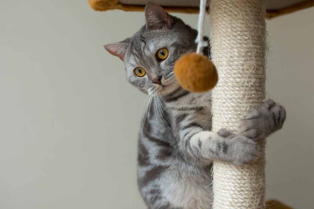 Vai adotar um gato? Veja 10 itens para comprar antes da adoção 2 Vai adotar um gato? Veja 10 itens para comprar antes da adoção