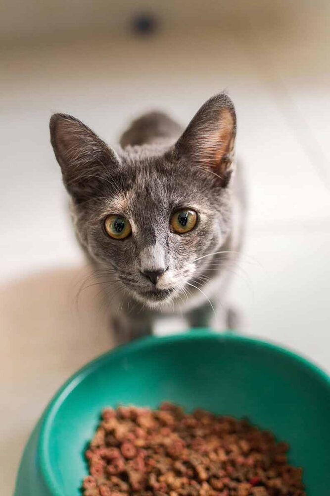 Vai adotar um gato? Veja 10 itens para comprar antes da adoção 1 Especial PET Pexels