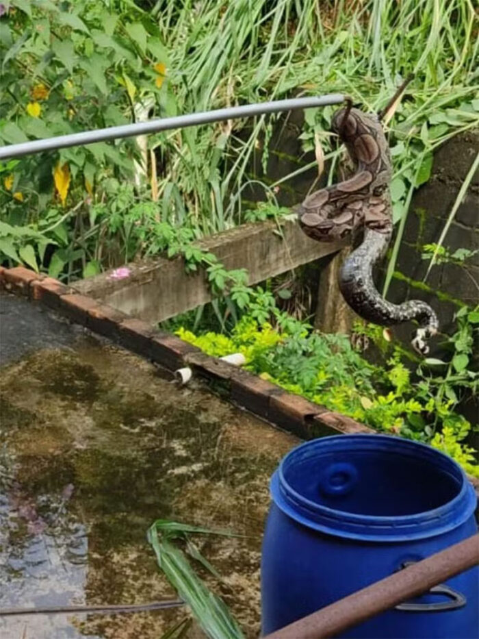 Jiboia é encontrada em lote na Zona da Mata 1 Jiboia CorpodeBombeirosMG
