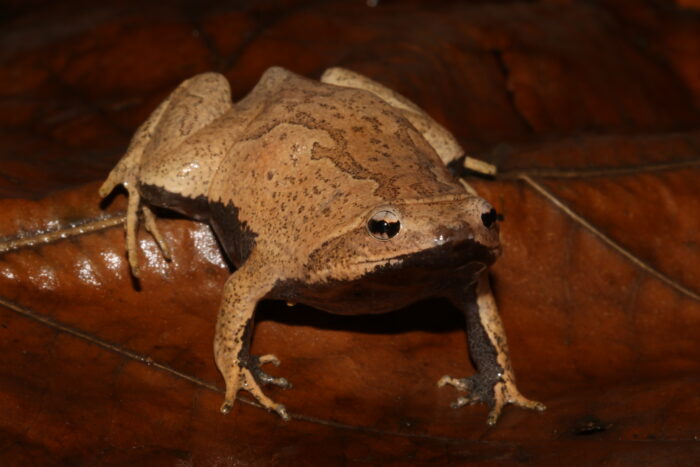 S.palmipes Tombos jan 2021 CLAssis 29
