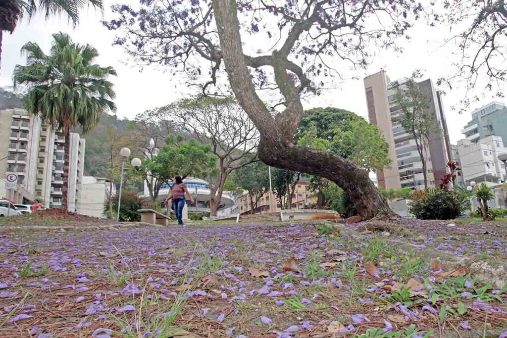 Juiz de Fora recebe título da ONU de 'Cidade Árvore do Mundo' 2 arvore cidade arvore ONU JF Leonardo Costa Arquivo TM
