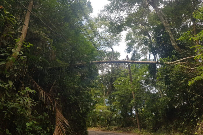Queda de árvore sobre rede de alta tensão gera riscos para moradores no Salvaterra 1 arvore vu11