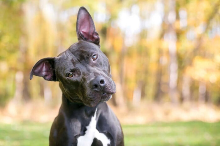 Cachorros conseguem entender significado de objetos assim como humanos, diz pesquisa 1 cachorros objetos orelha foto reproducao patas da casa