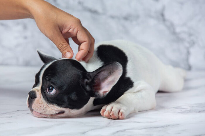 Confira 8 dicas para evitar pulgas e carrapatos no seu cachorro 1 especial pet freepk