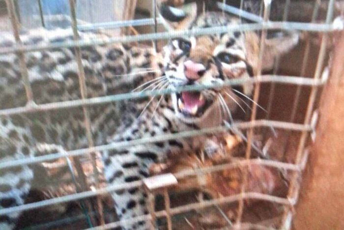 Jaguatirica é capturada após atacar galinhas e animais domésticos 1 jaguatirica bombeiros