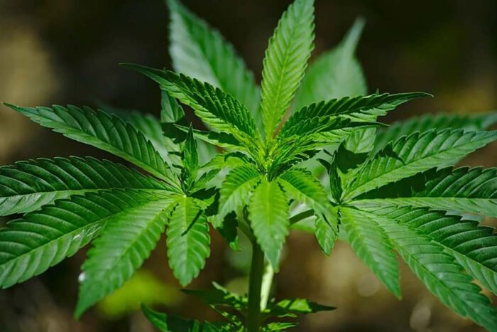 Porte de maconha para consumo próprio pode ser liberado pelo STF 1 maconha foto reproducao tjmg
