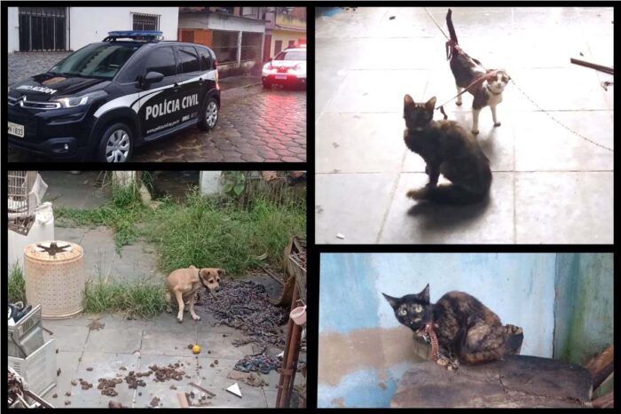 Após denúncia, homem é preso por acorrentar cão e gatos em Teixeiras 1 maus-tratos cão e gatos