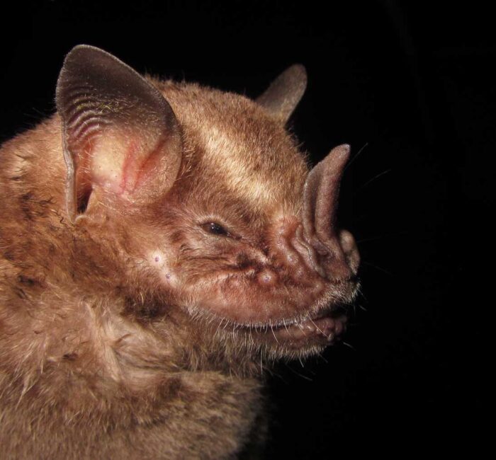 Artibeus fimbriatus Guilherme Garbino e1712848216870