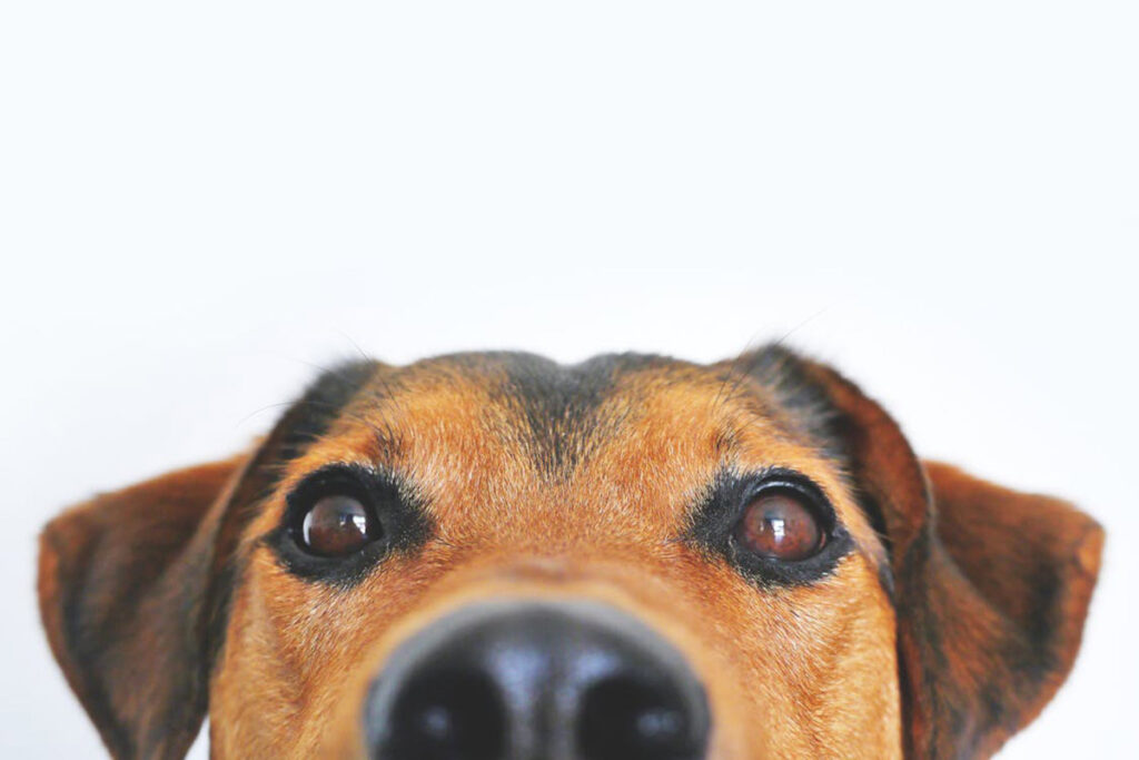 Confira 9 cuidados com os olhos dos cachorros no outono 1 CAPA especial pet pexels