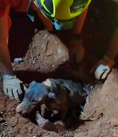 VÍDEO: cadela e filhotes presos em manilha de concreto são resgatados após soterramento 1 Cadela e filhotes resgatados soterramento bombeiros 2