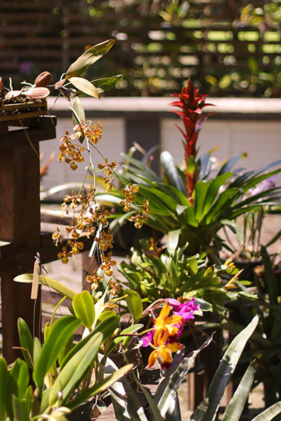 Jardim Botânico inaugura meliponário de abelhas nativas e orquidário 3 Jardim Botânico inaugura meliponário de abelhas nativas e orquidário