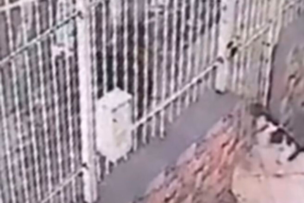 Homem é mordido por pitbull após tentar resgatar seu cachorro 1 pitbull