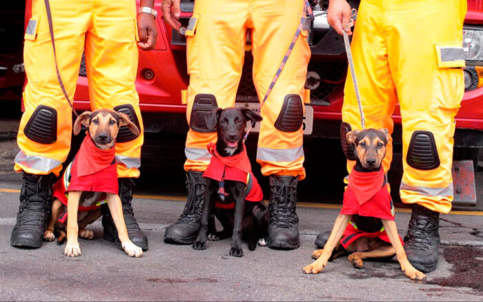 Doguinhos modelando com militares do Corpo de Bombeiros (Foto: Thiago Castilho/Amor não tem raça)