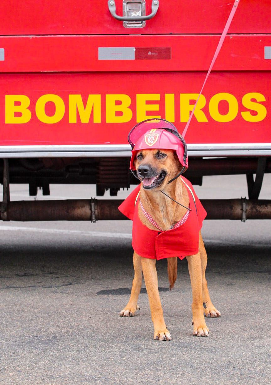 campanha de doação cachorros 2 - Thiago Castilho