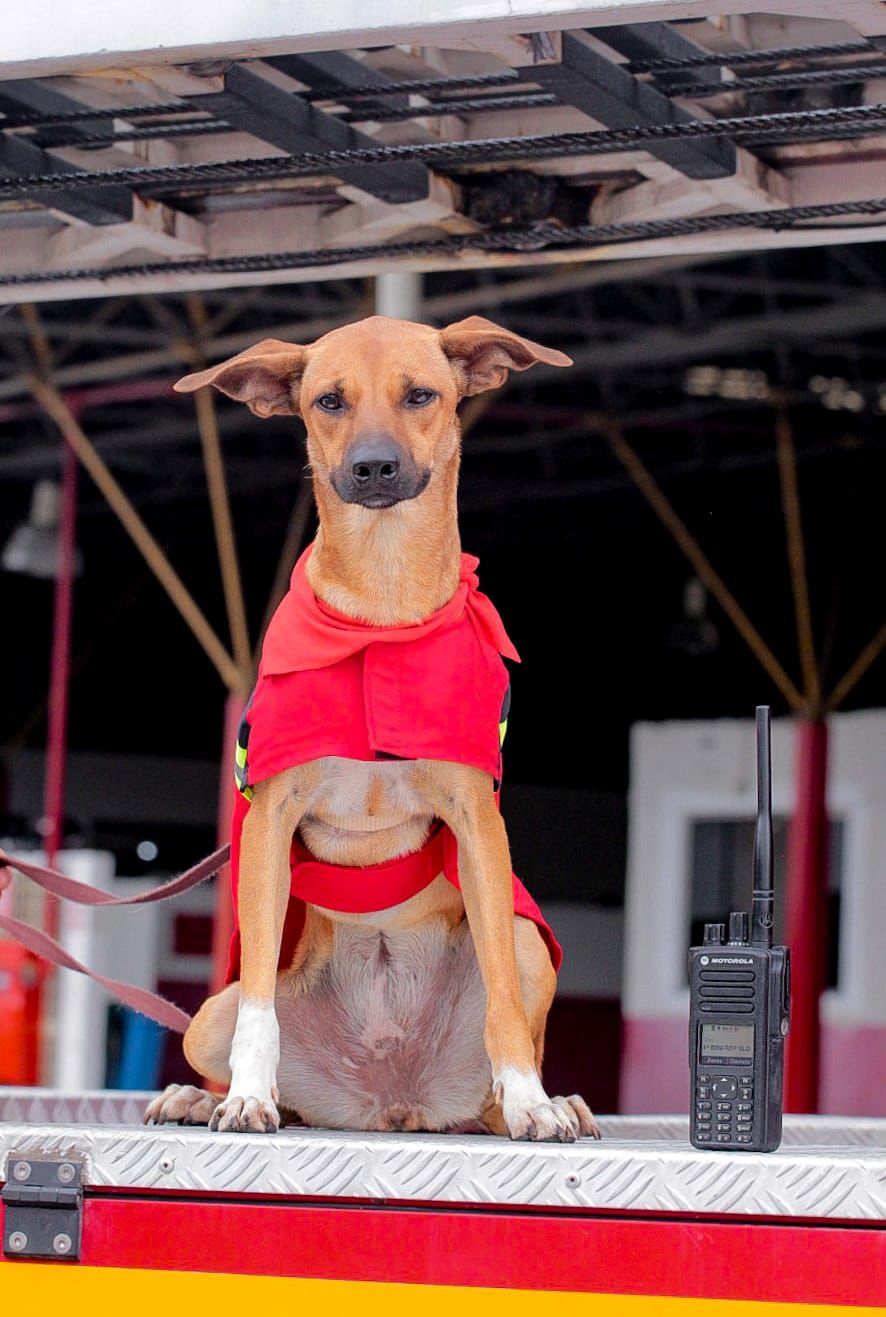 campanha de doação cachorros 4 - Thiago Castilho