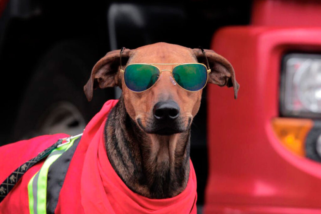 Ensaio fotográfico com Bombeiros estimula adoção de animais 2 campanha de doacao cachorros 5 CAPA Thiago Castilho