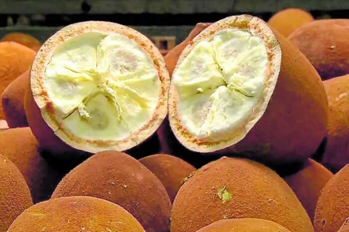 Como surgiu o cupuaçu? Estudo da USP revela efeito da domesticação pelos indígenas da Amazônia 1 cupuacu usp