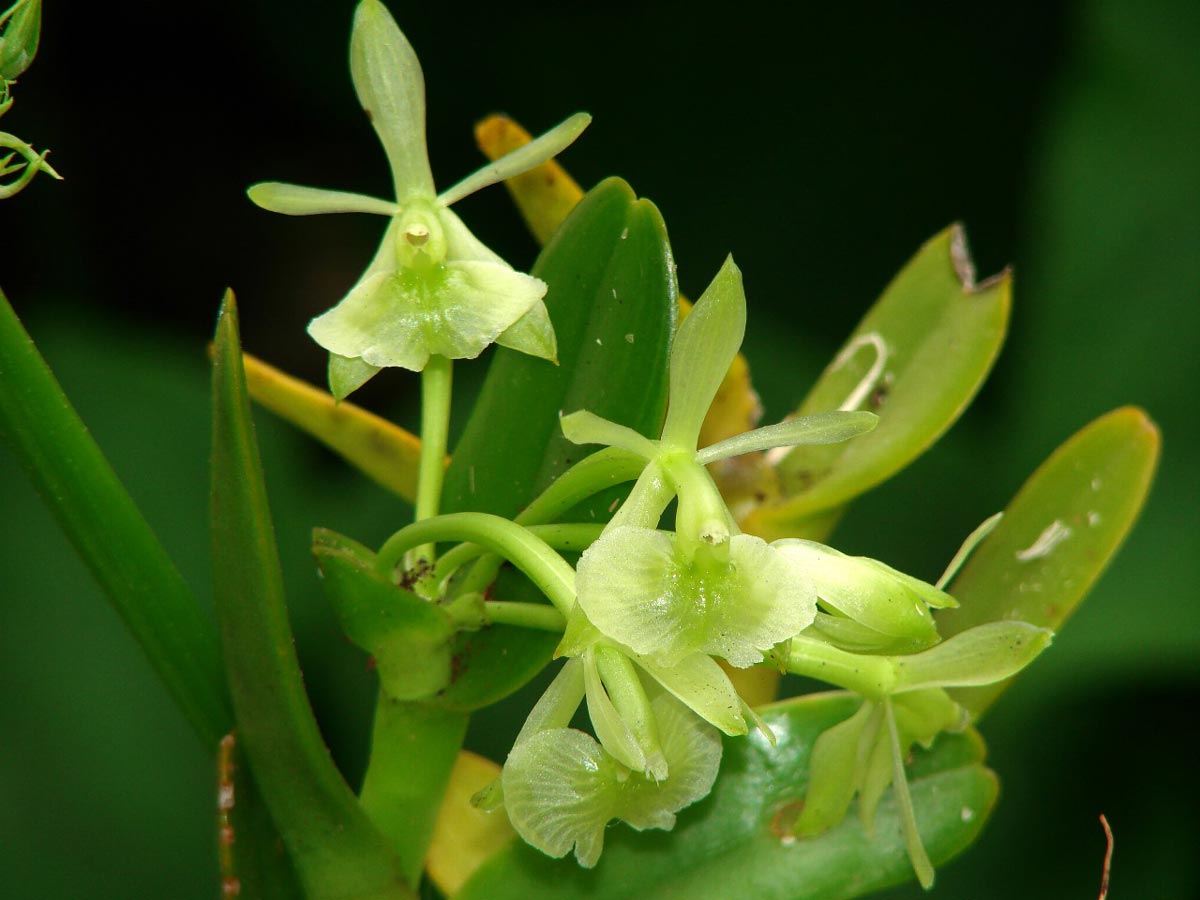 epidendrum-pseudodifforme-luiz-menini epidendrum-pseudodifforme-luiz-menini