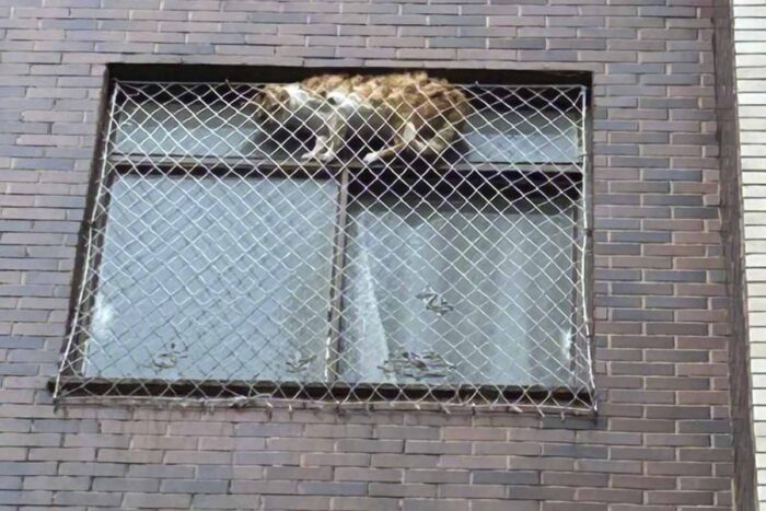 Gato fica preso entre tela de proteção e precisa ser resgatado pelos Bombeiros 1 gato bombeiros